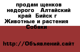 продам щенков недорого - Алтайский край, Бийск г. Животные и растения » Собаки   